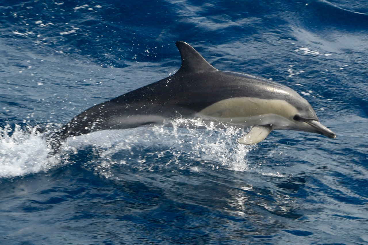 (C) Matthias Berg, Klimasegler